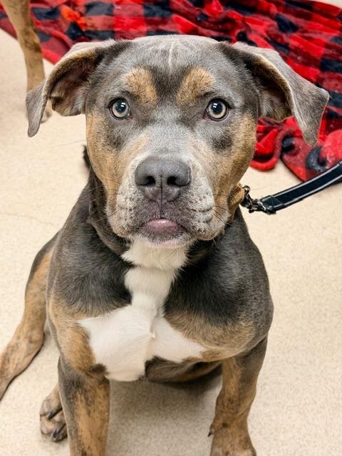 Enlarge Ruby, a Adoptable mixed breed in Madison, GA image 3/6