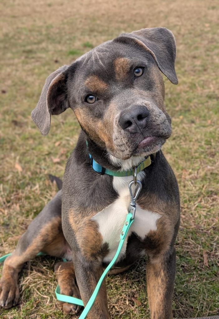 Enlarge Ruby, a Adoptable mixed breed in Madison, GA image 6/6