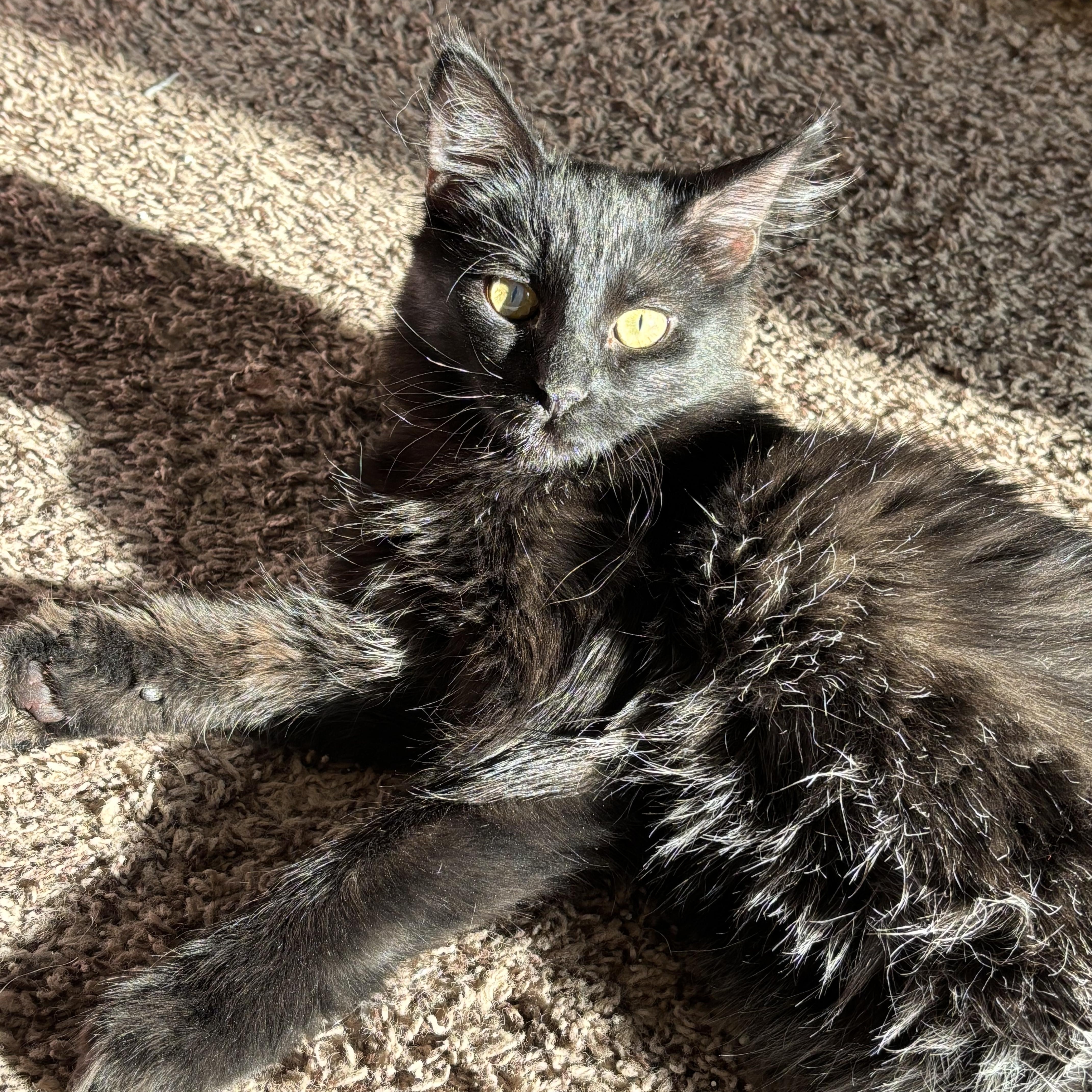 Enlarge Dauphine, a Adoptable Domestic Short Hair in queen creek, AZ image 2/5