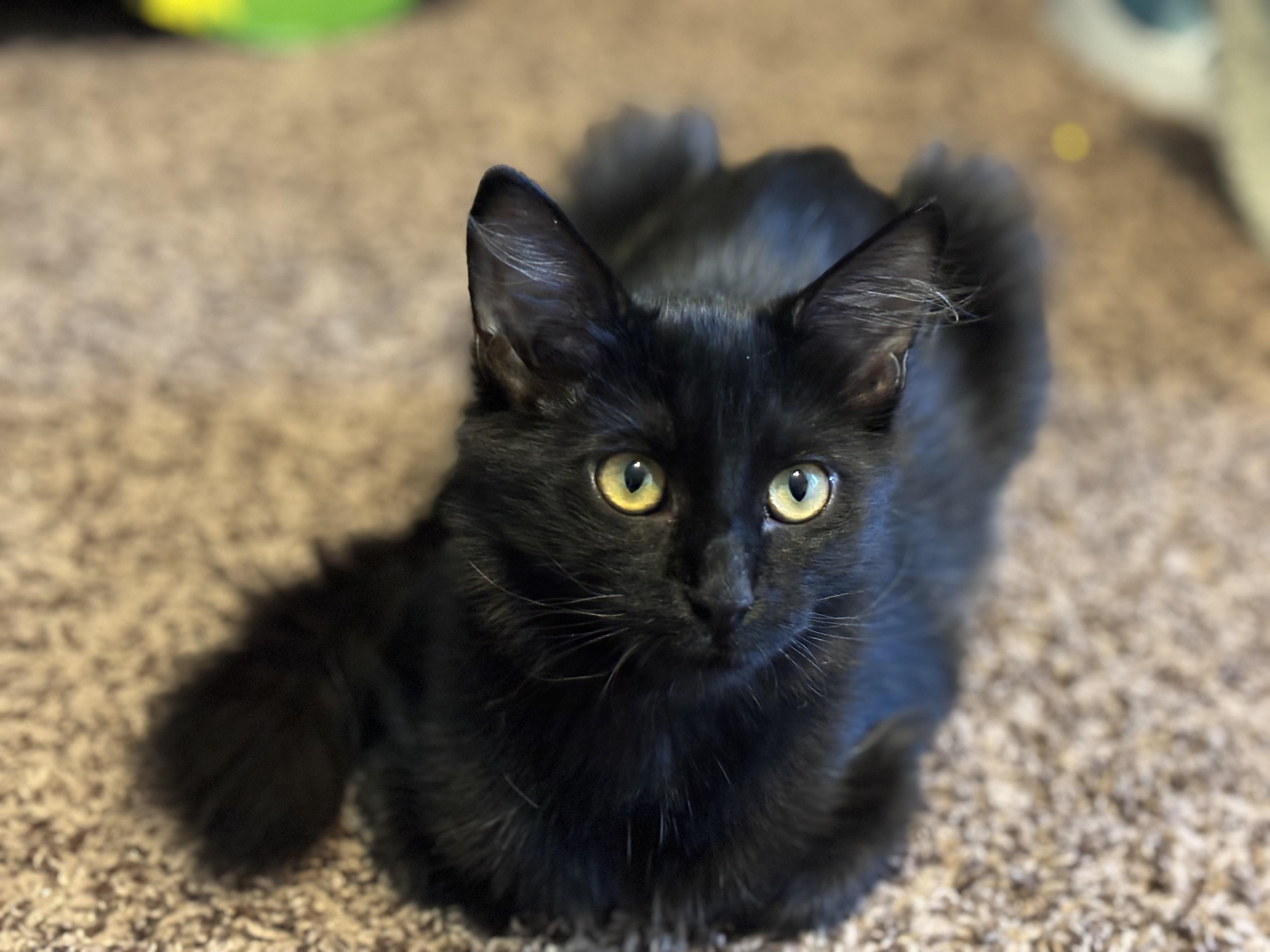 Enlarge Dauphine, a Adoptable Domestic Short Hair in queen creek, AZ image 1/5