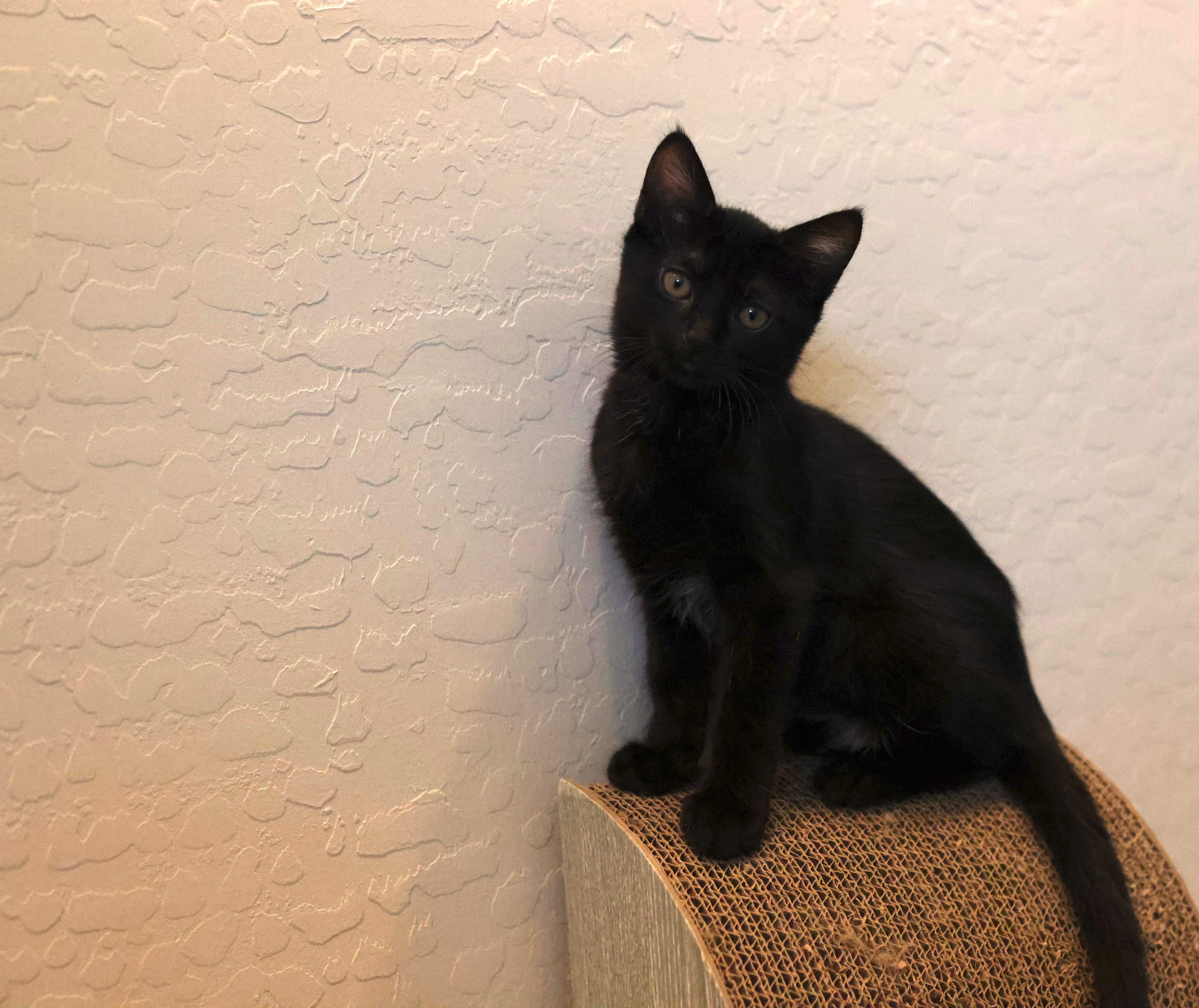 Enlarge Dauphine, a Adoptable Domestic Short Hair in queen creek, AZ image 3/5