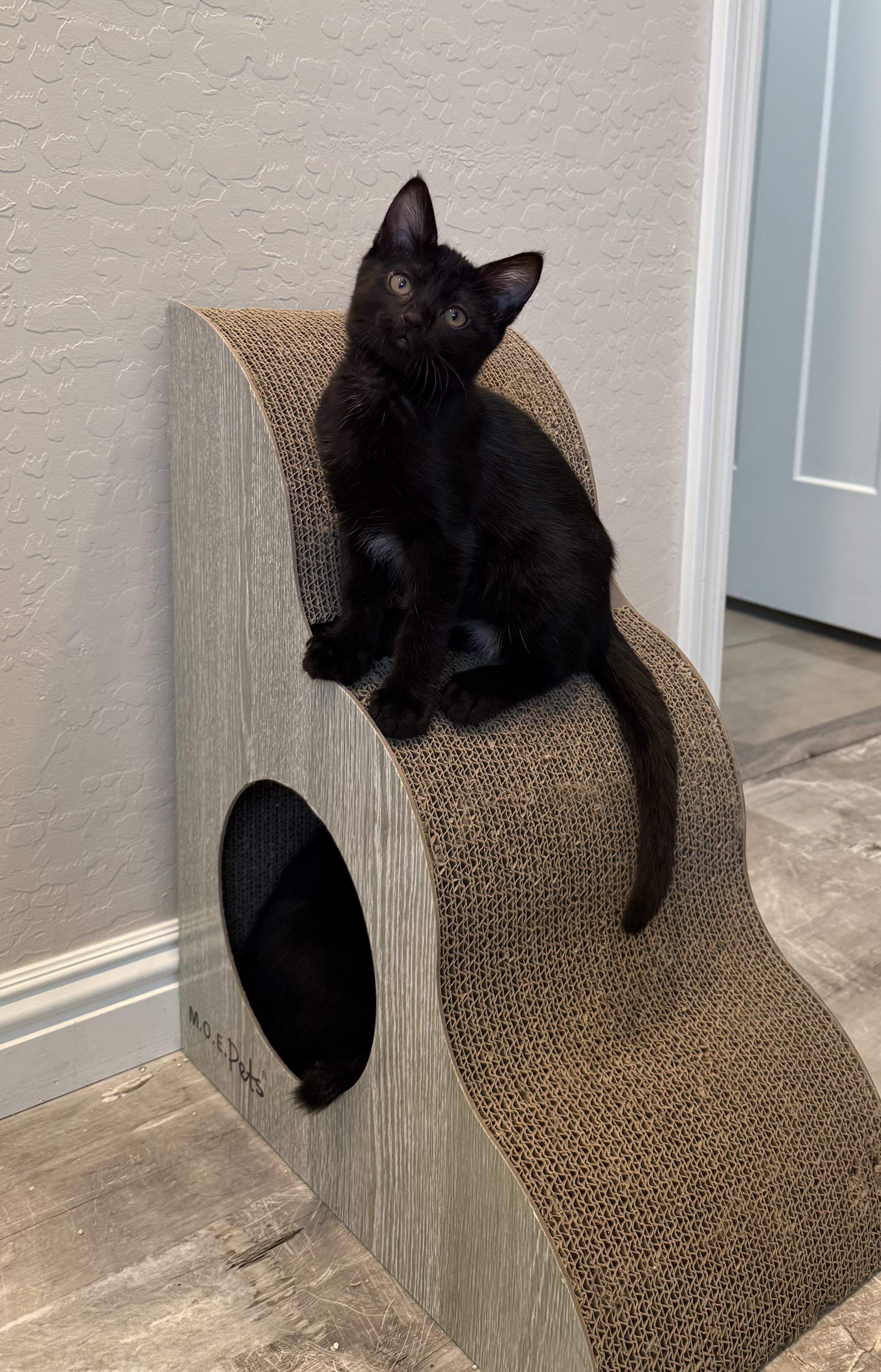 Enlarge Dauphine, a Adoptable Domestic Short Hair in queen creek, AZ image 4/5