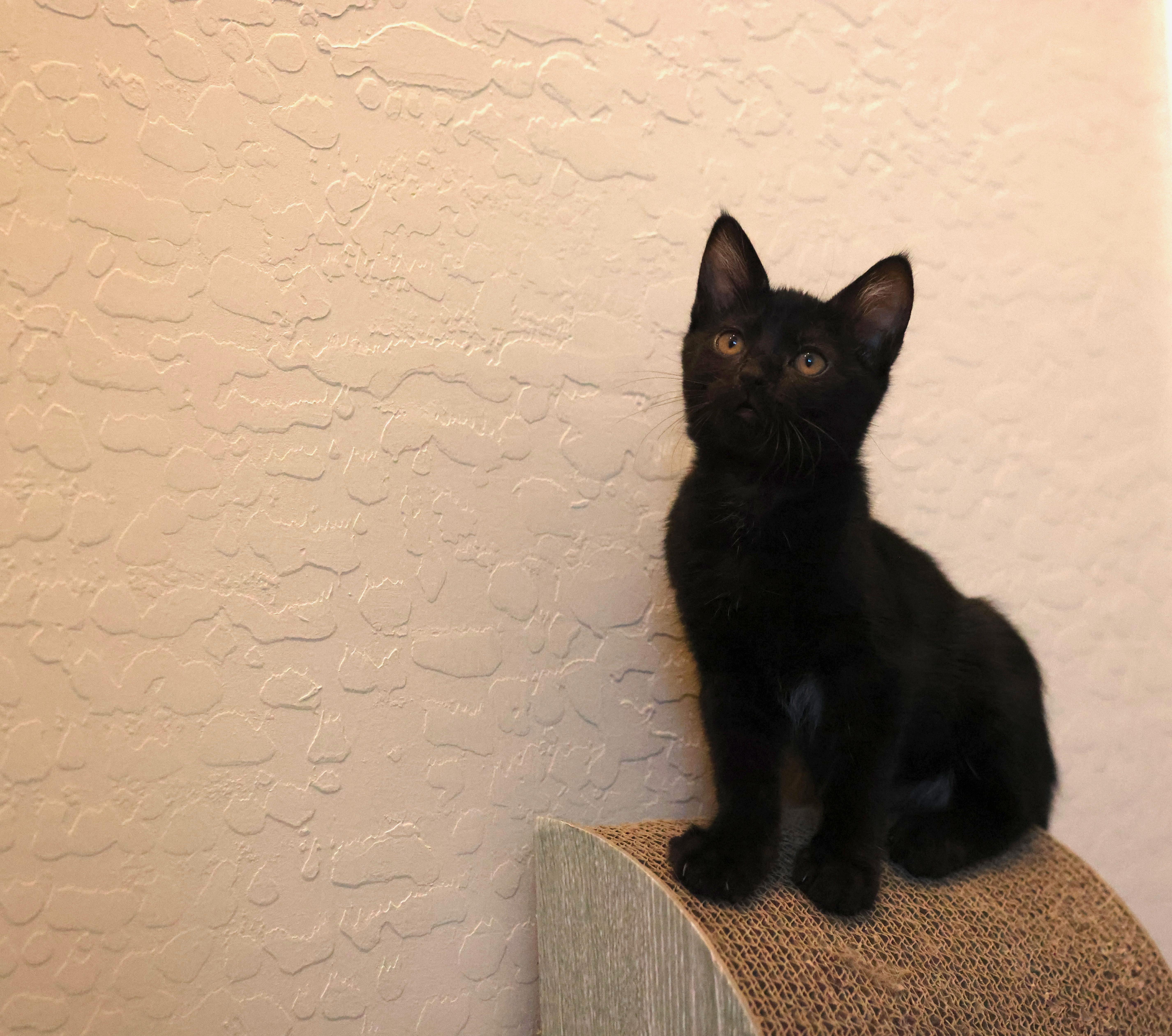 Enlarge Dauphine, a Adoptable Domestic Short Hair in queen creek, AZ image 5/5