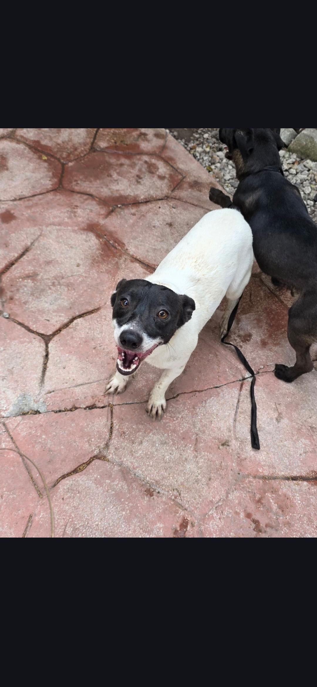 Enlarge Scully, a ADOPTABLE Rat Terrier in Miami, FL image 1/1