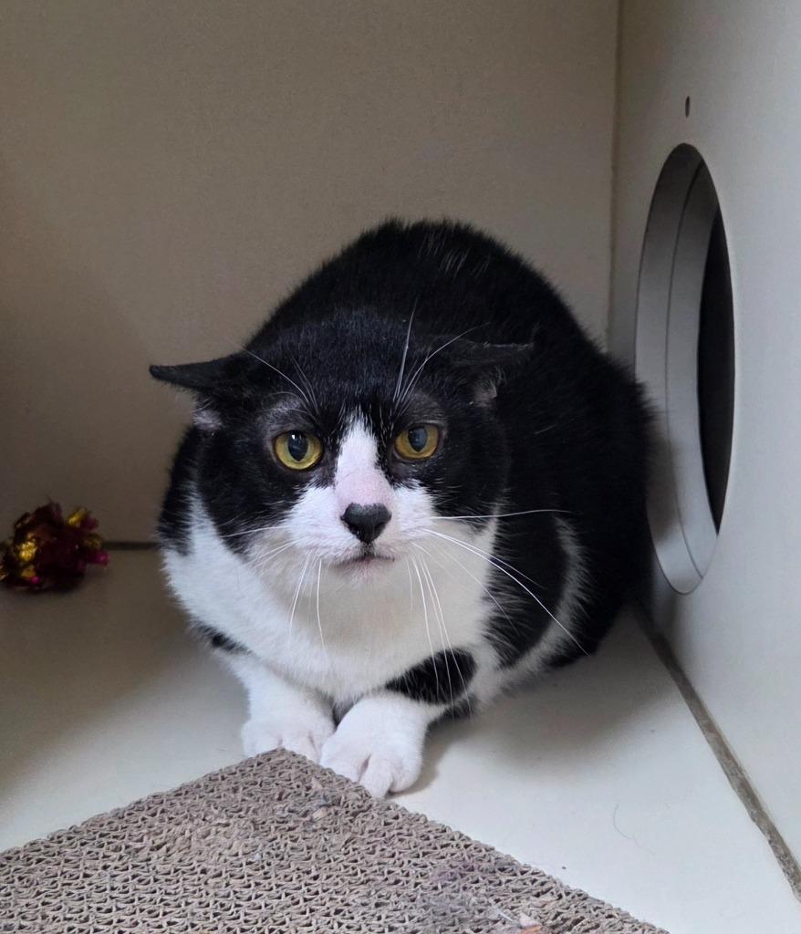Jack, Adoptable, Young Male Domestic Short Hair.