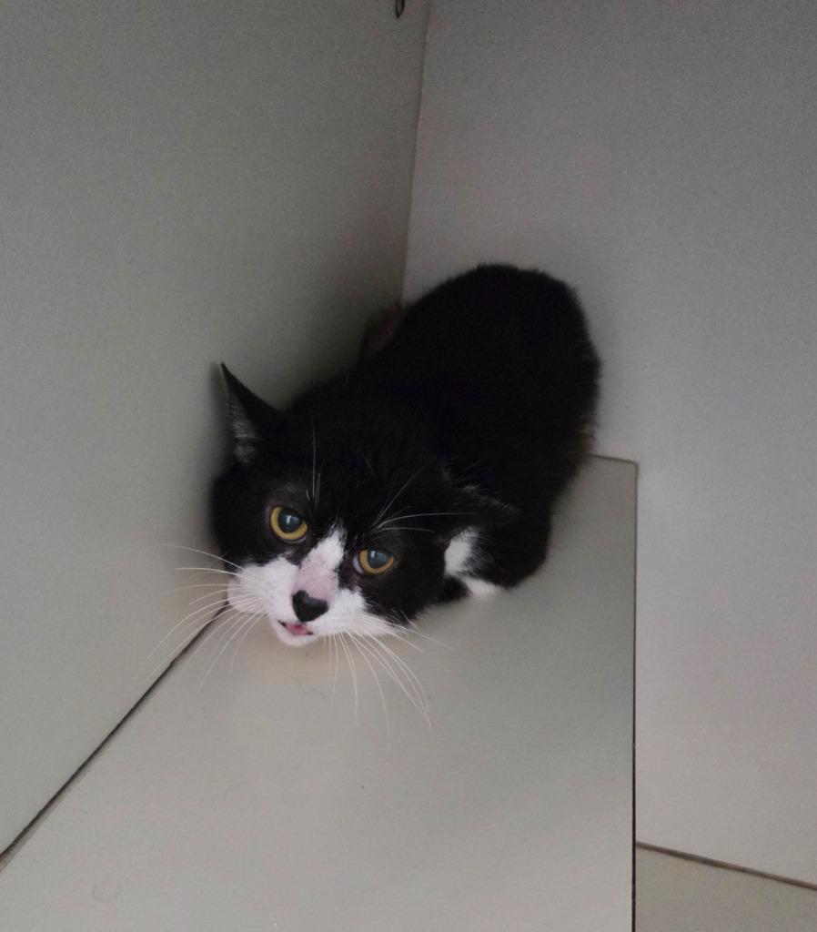 Jack, Adoptable, Young Male Domestic Short Hair.