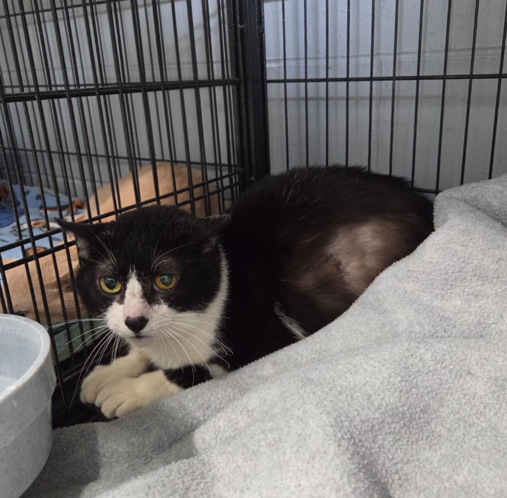 Enlarge Jack, a Adoptable mixed breed in Muskegon, MI image 2/3