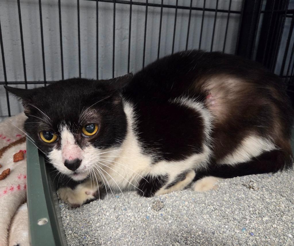 Enlarge Jack, a Adoptable mixed breed in Muskegon, MI image 3/3