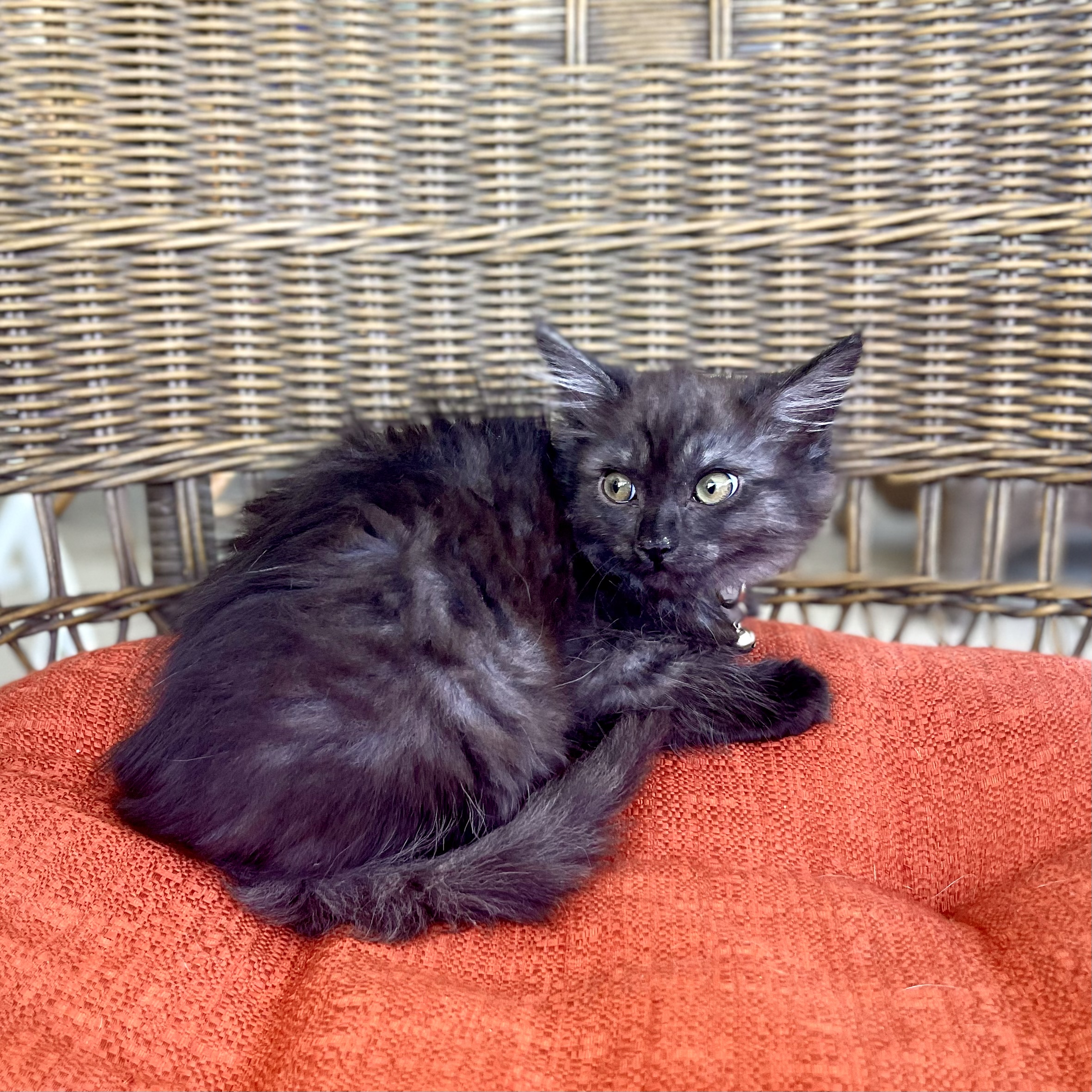 JACKIE, a Adopted Domestic Medium Hair in Ontario, CA image 3/5