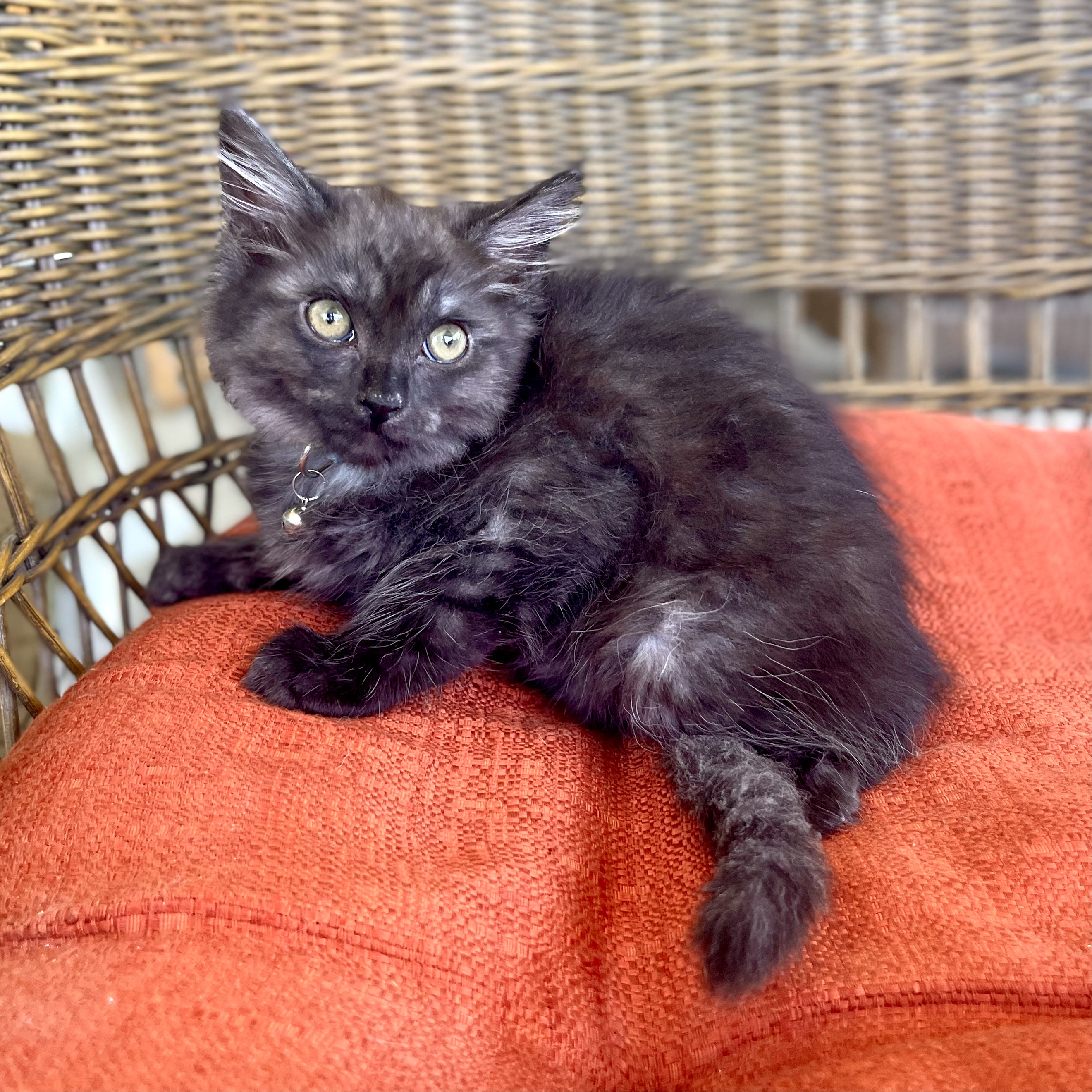JACKIE, Adopted, Kitten Female Domestic Medium Hair.