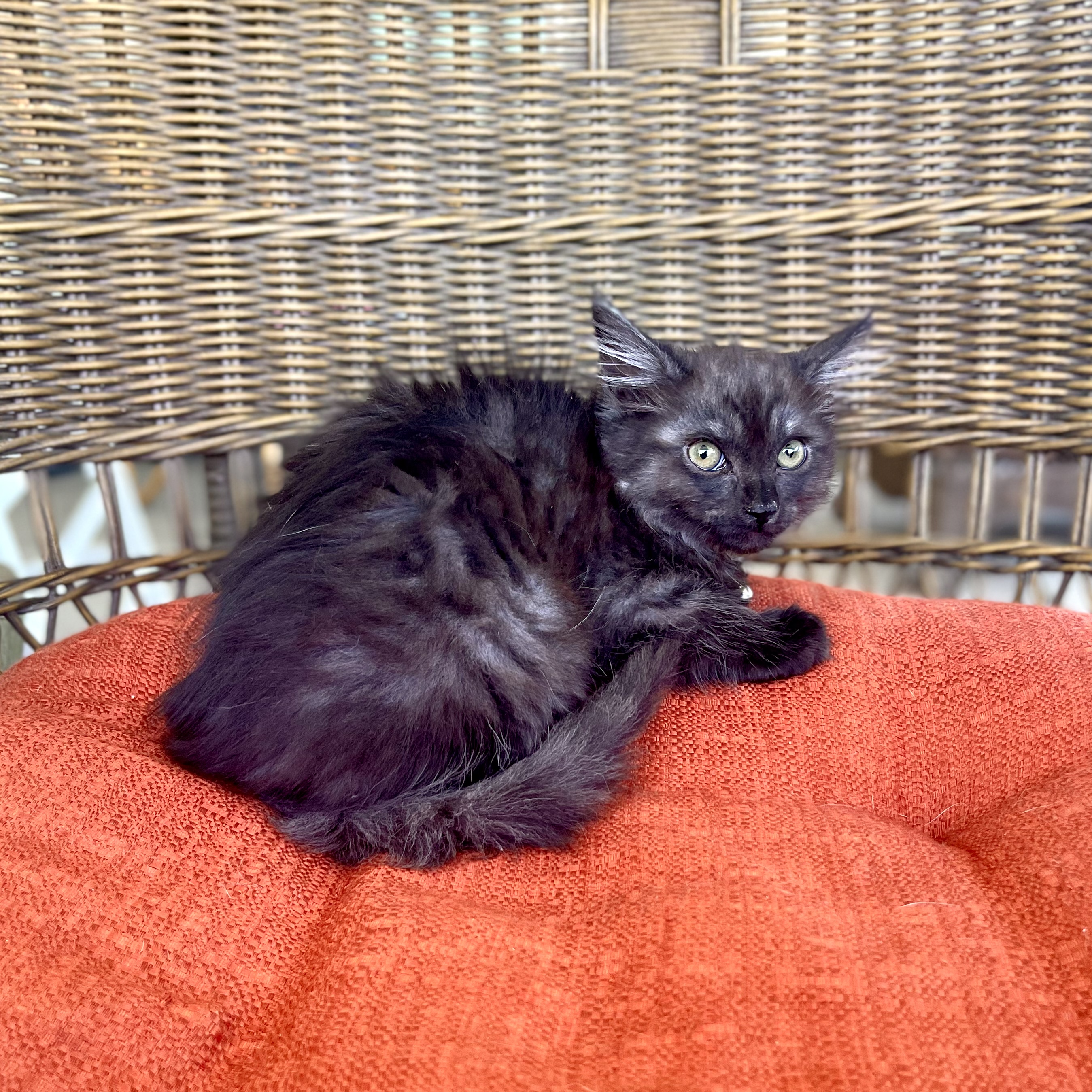 JACKIE, a Adopted Domestic Medium Hair in Ontario, CA image 4/5