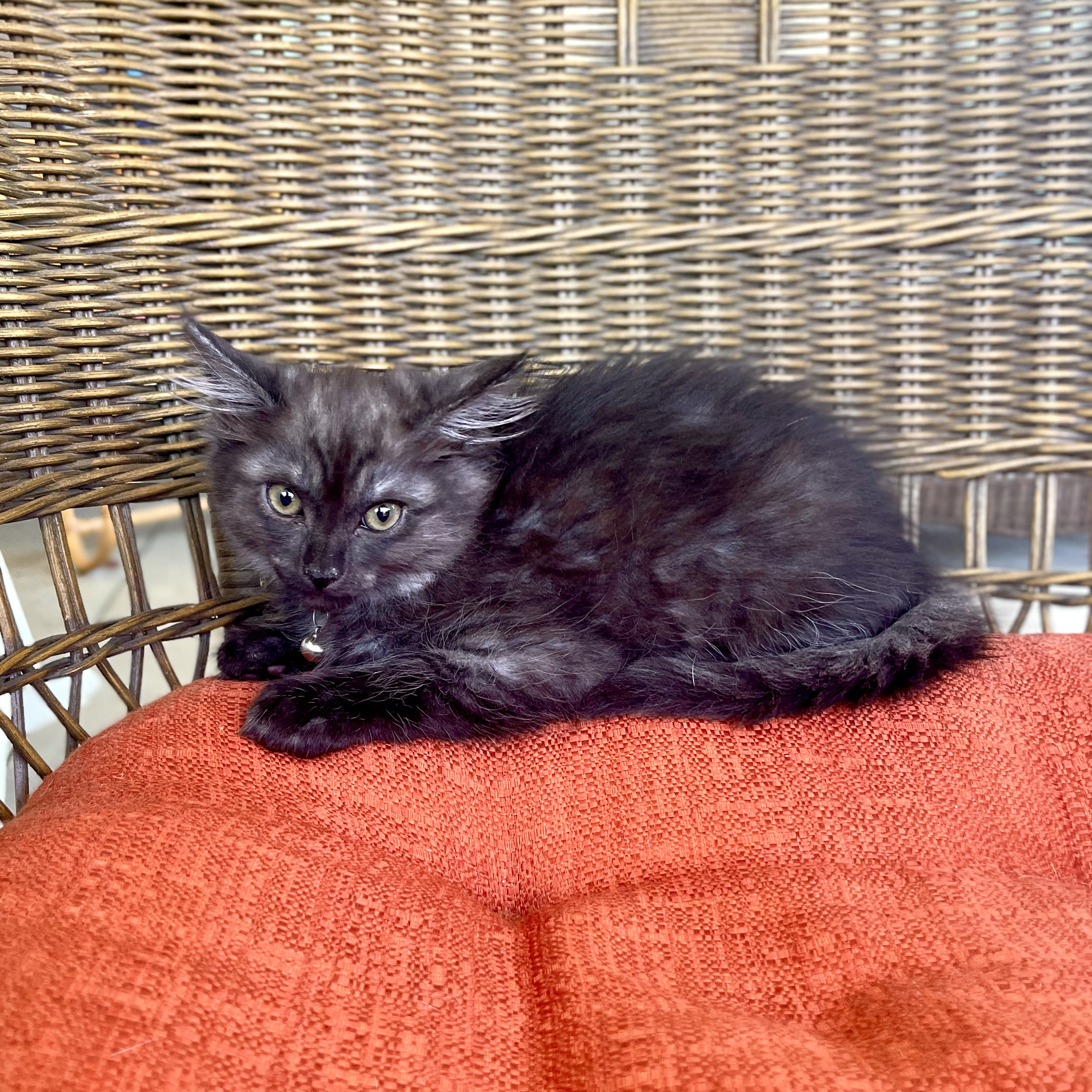 JACKIE, a Adopted Domestic Medium Hair in Ontario, CA image 5/5