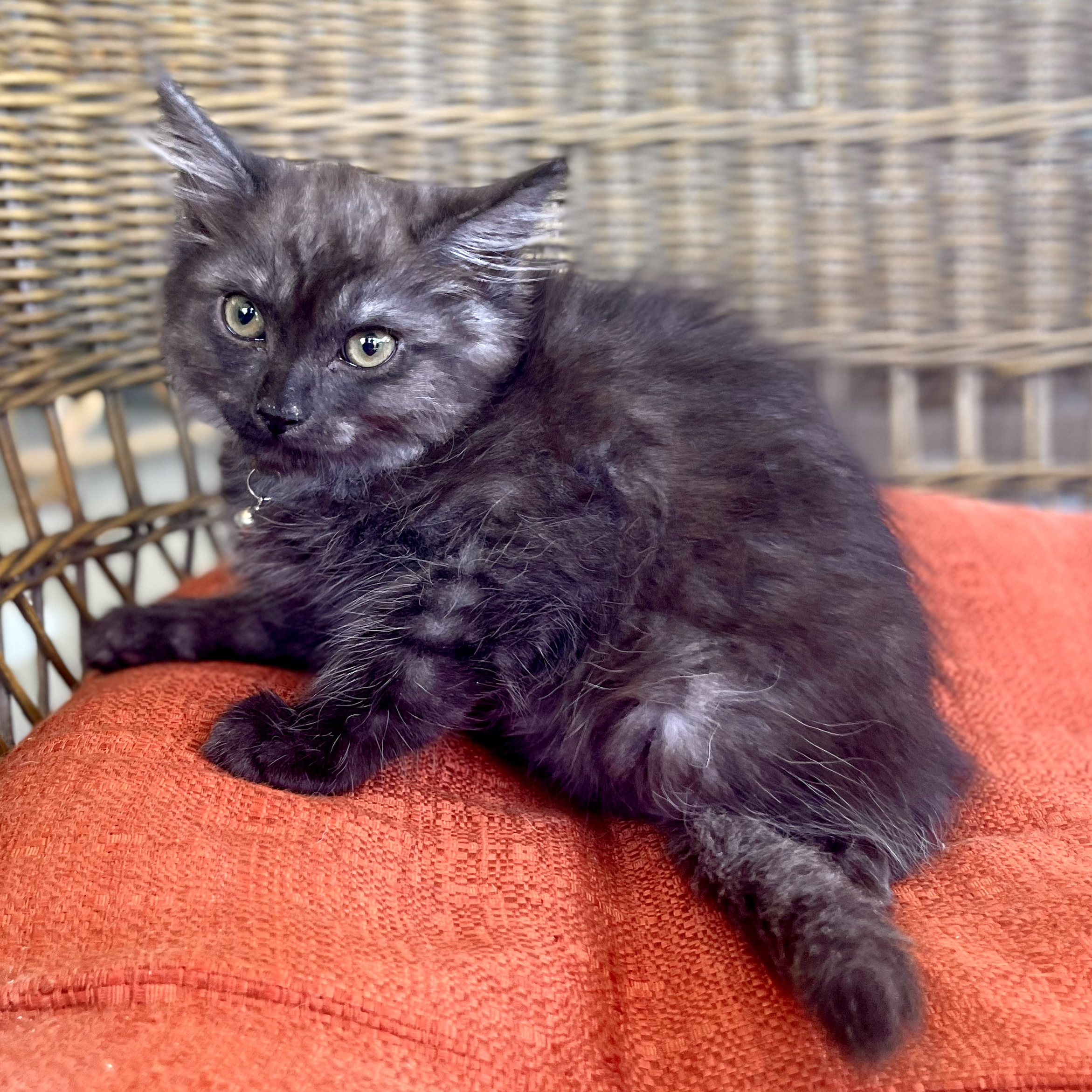 JACKIE, a Adopted Domestic Medium Hair in Ontario, CA image 2/5
