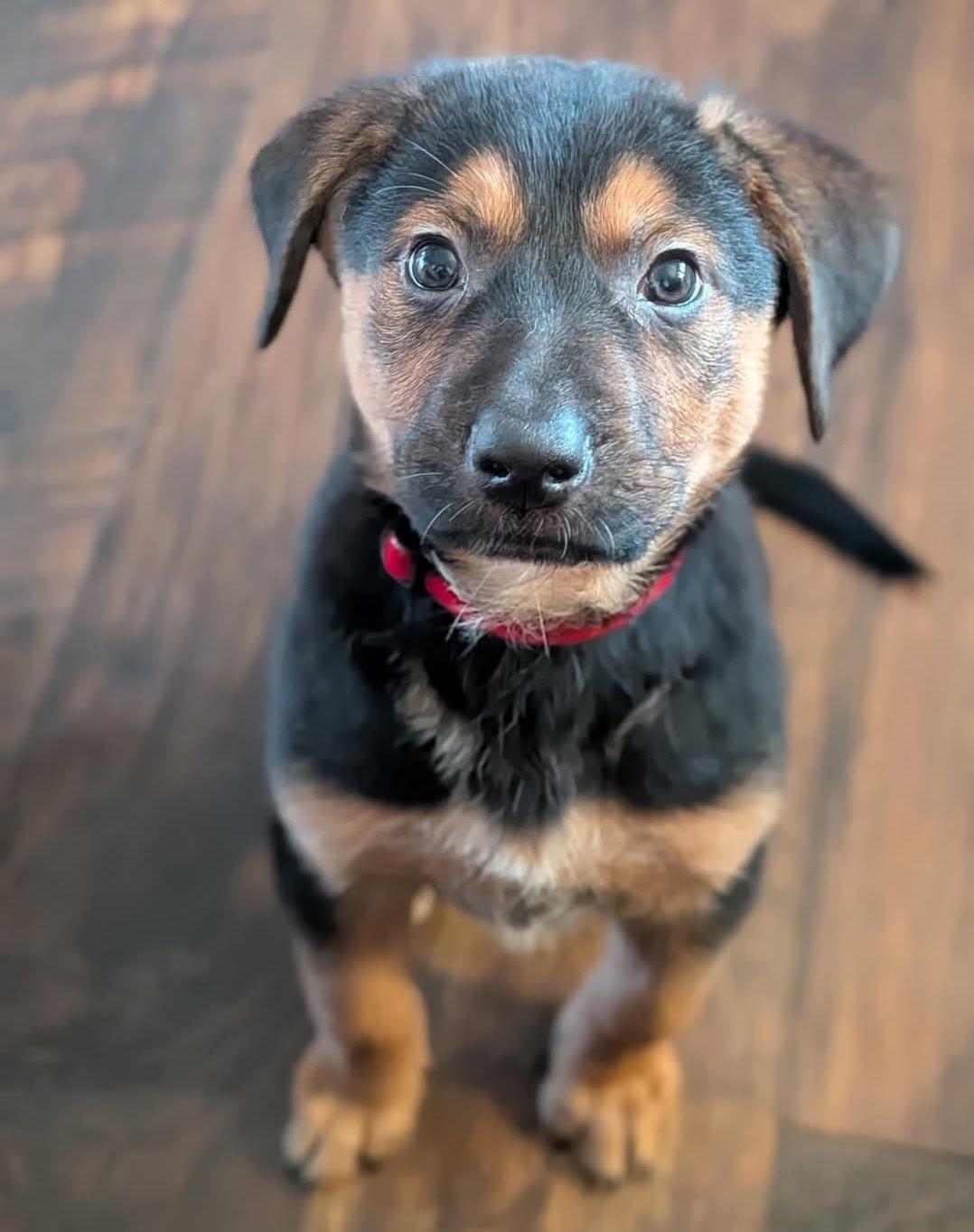 Enlarge Tater, a Adopted mixed breed in merrillville, IN image 1/5