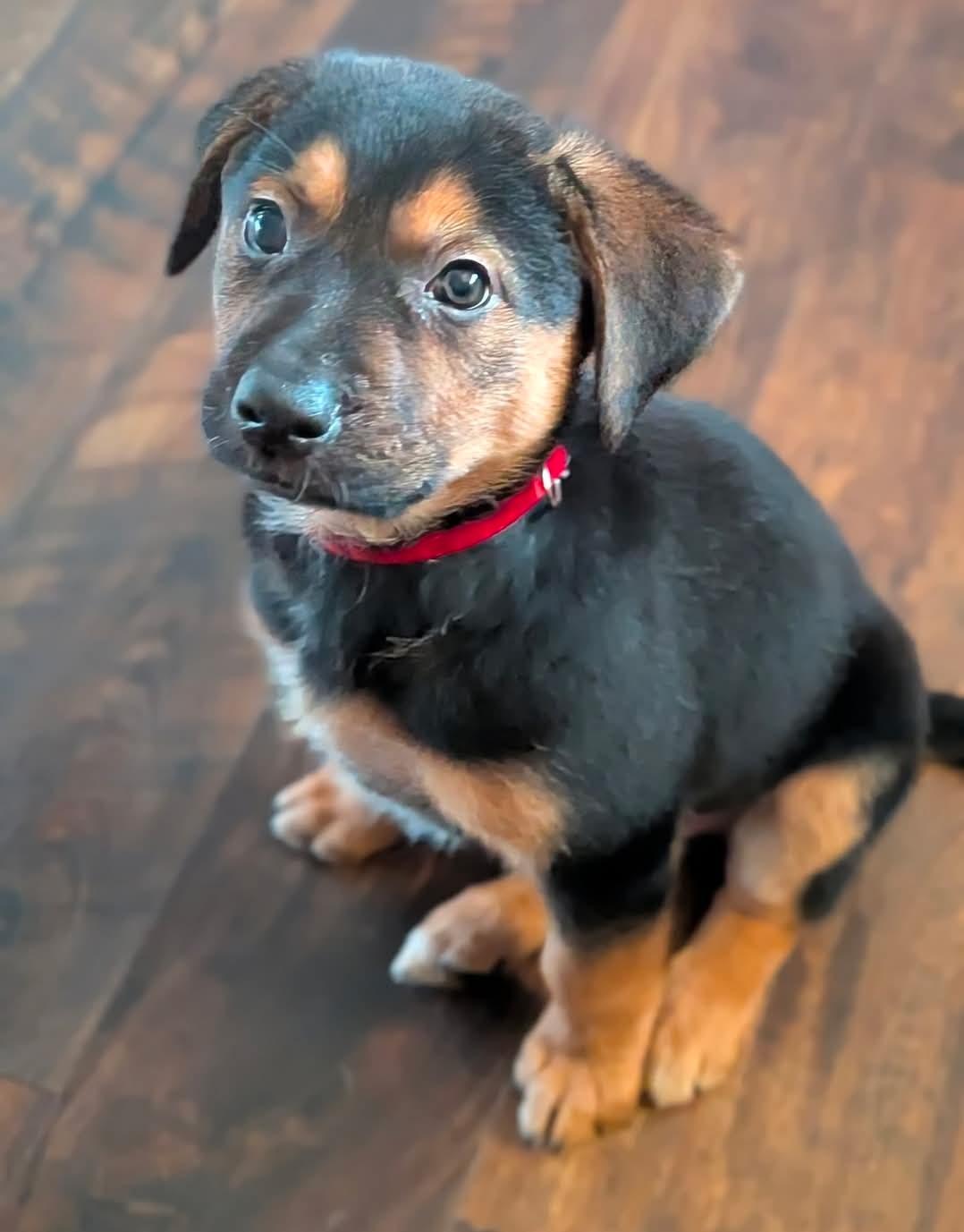 Enlarge Tater, a Adopted mixed breed in merrillville, IN image 2/5