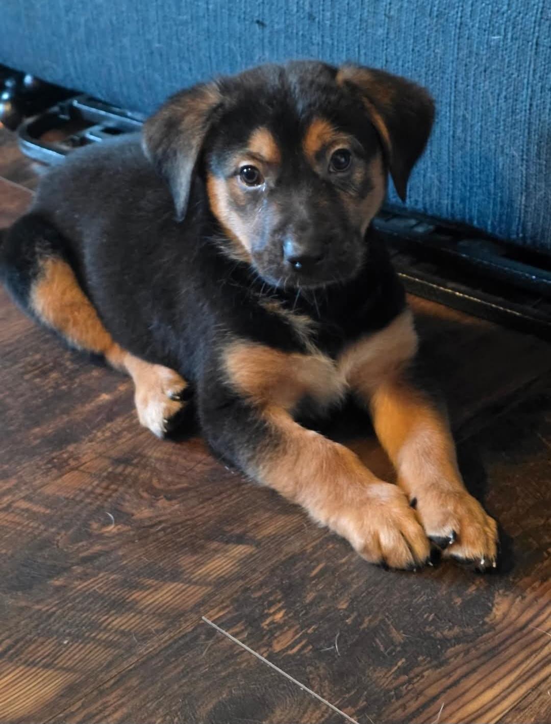 Enlarge Tater, a Adopted mixed breed in merrillville, IN image 3/5