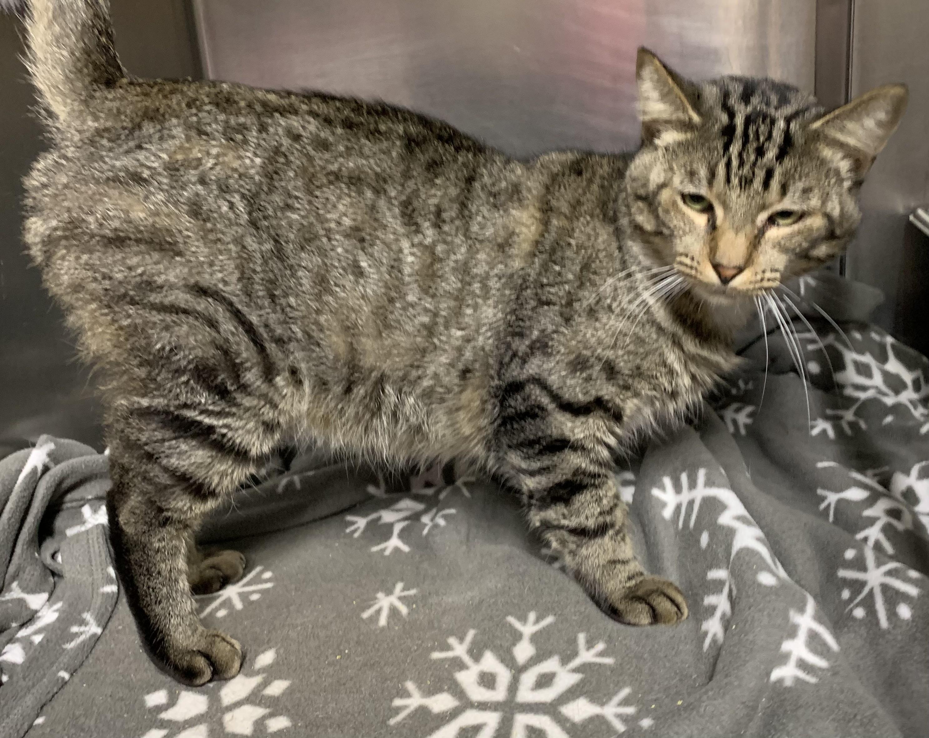 Enlarge Frank SPONSORED, a Adopted mixed breed in Massena, NY image 3/3