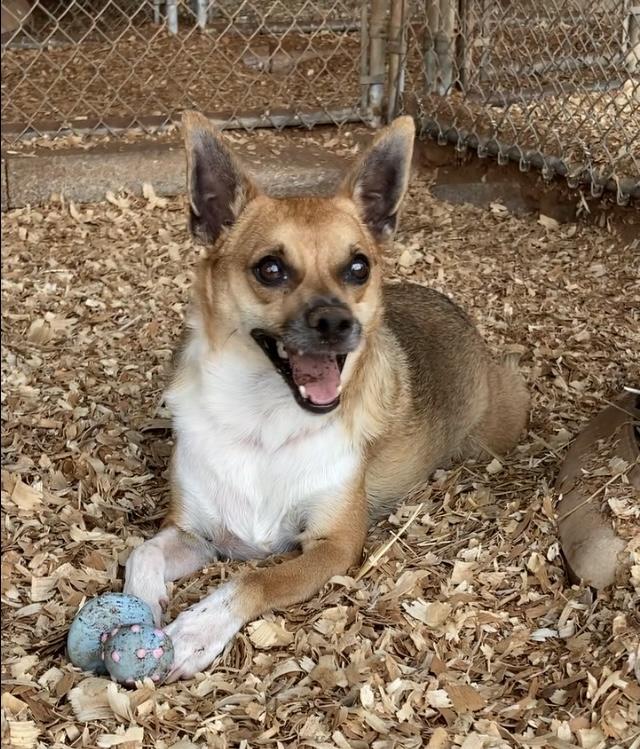 Sparkie, Adoptable, Adult Male Pembroke Welsh Corgi & Terrier.