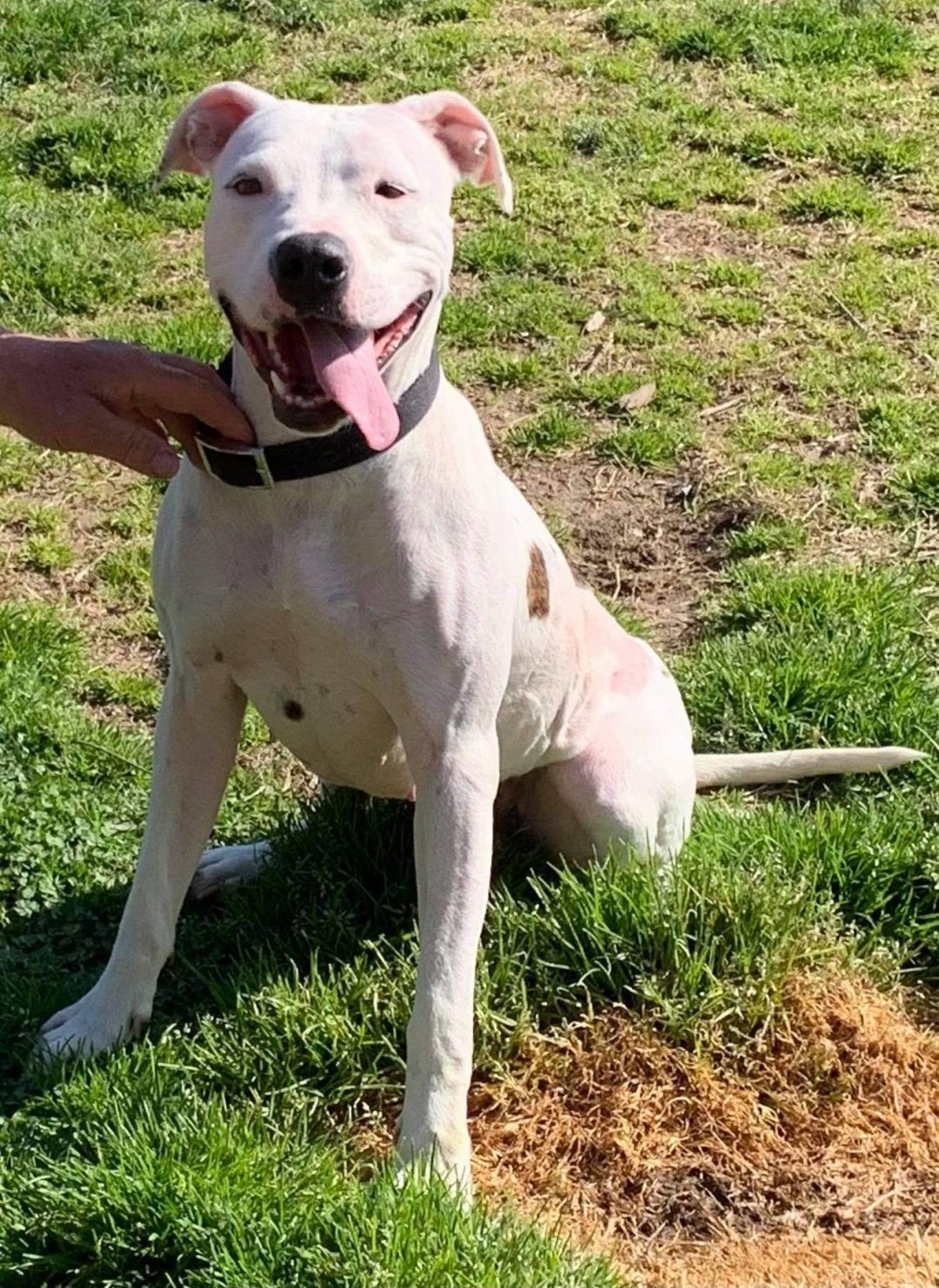 Enlarge Emmie, a Adoptable mixed breed in Raleigh, NC image 3/6