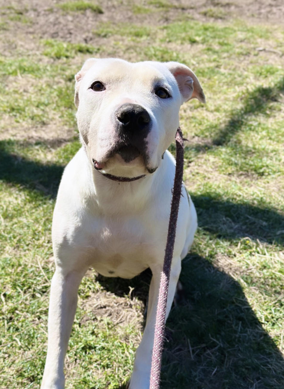 Enlarge Emmie, a Adoptable mixed breed in Raleigh, NC image 4/6