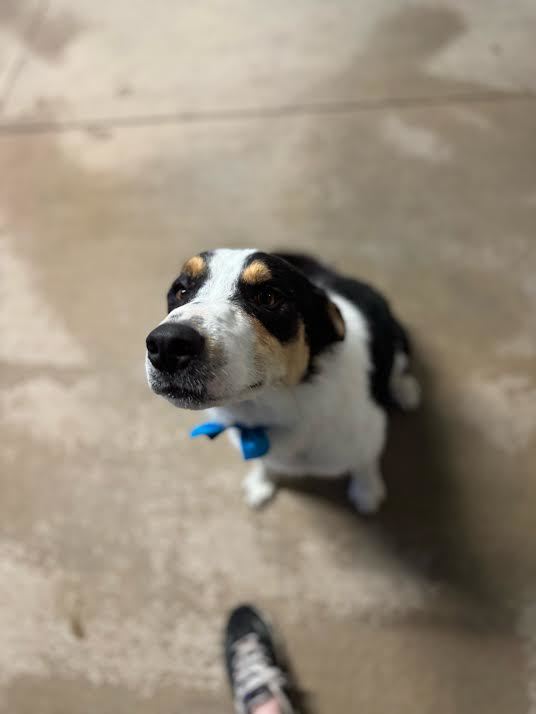 Clyde, a Adopted Border Collie in Salina, UT image 1/3