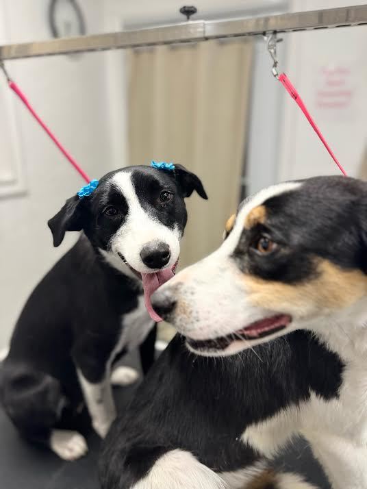 Clyde, a Adopted Border Collie in Salina, UT image 3/3