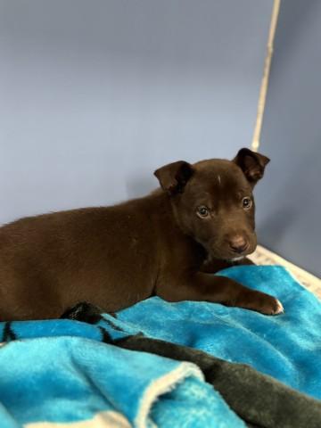 Enlarge COCO, a Adoptable mixed breed in San Bernardino, CA image 1/1