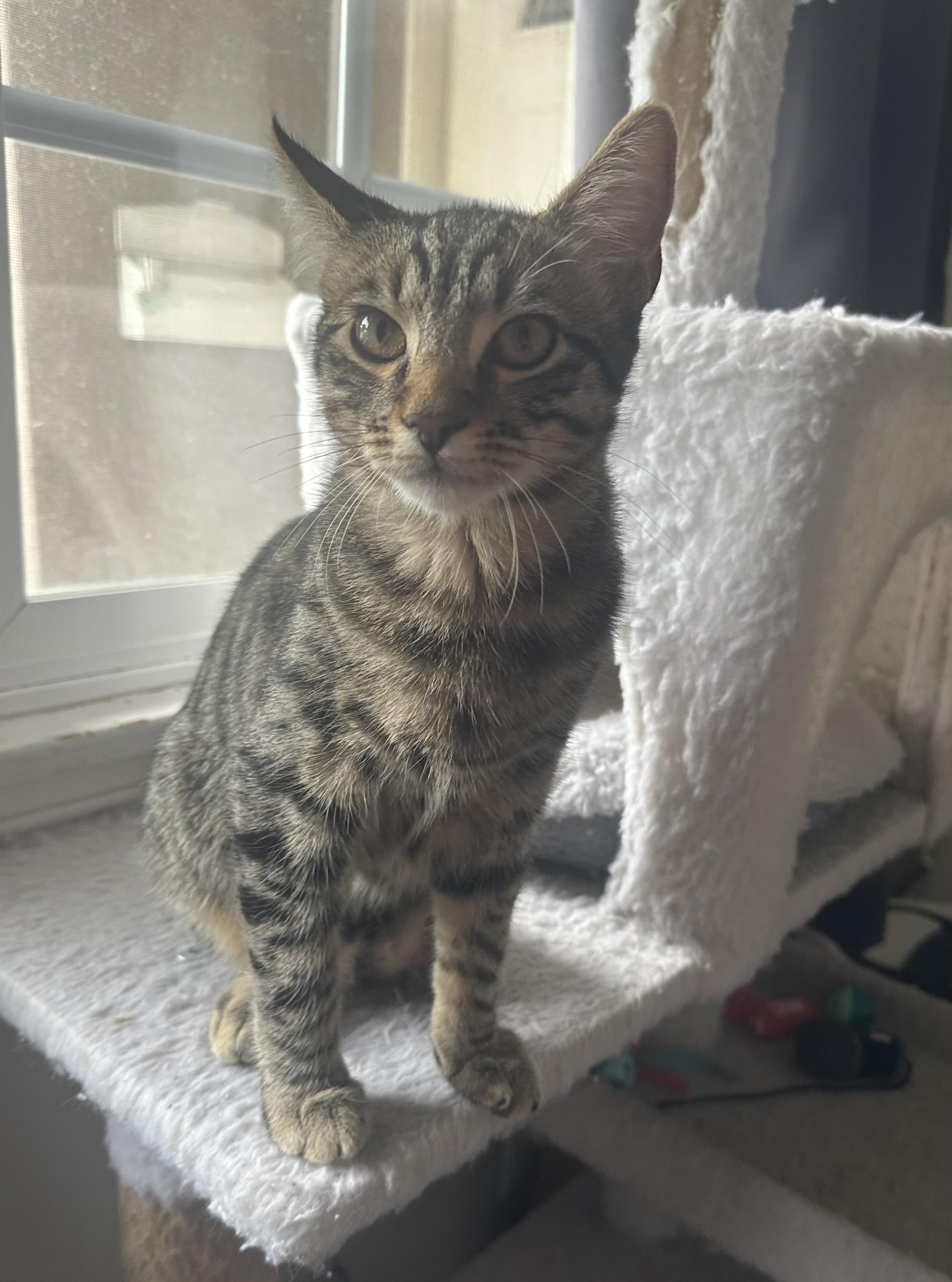 Leo, Adoptable, Kitten Male American Shorthair & Tabby.