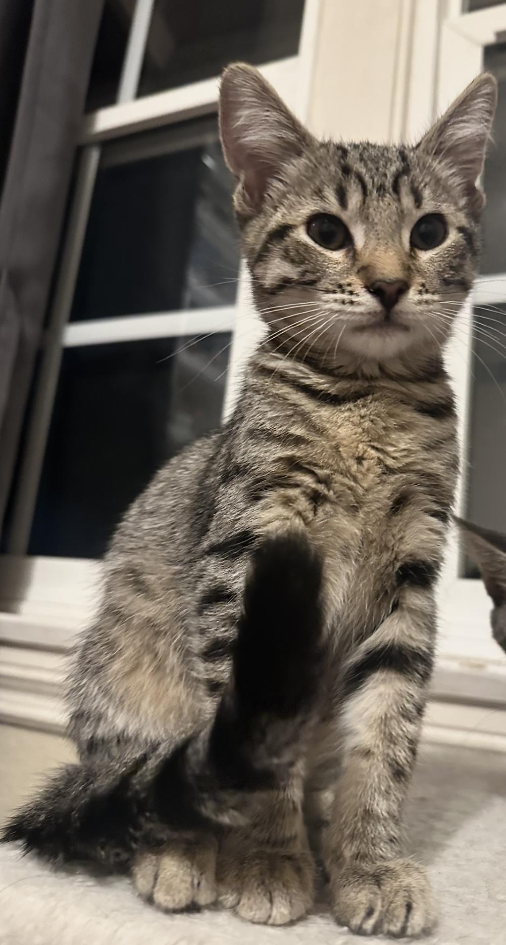 Leo, Adoptable, Kitten Male American Shorthair & Tabby.