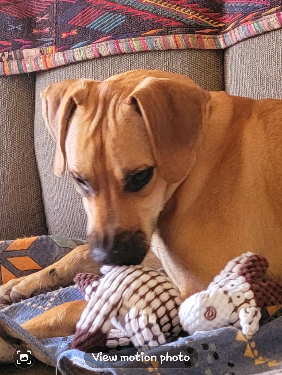Bryce, Adopted, Young Female Hound.