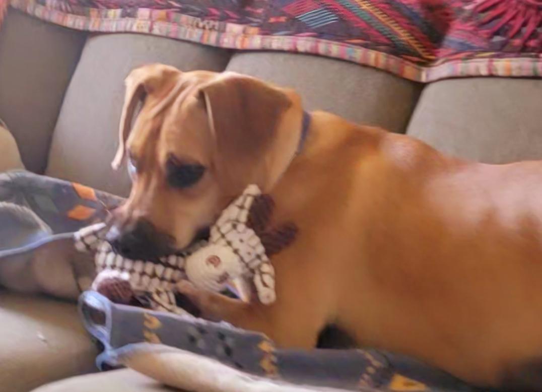 Enlarge Bryce, a Adopted mixed breed in Excelsior Springs, MO image 3/6