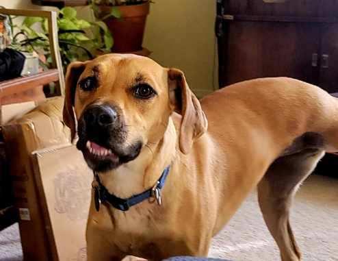 Enlarge Bryce, a Adopted mixed breed in Excelsior Springs, MO image 4/6