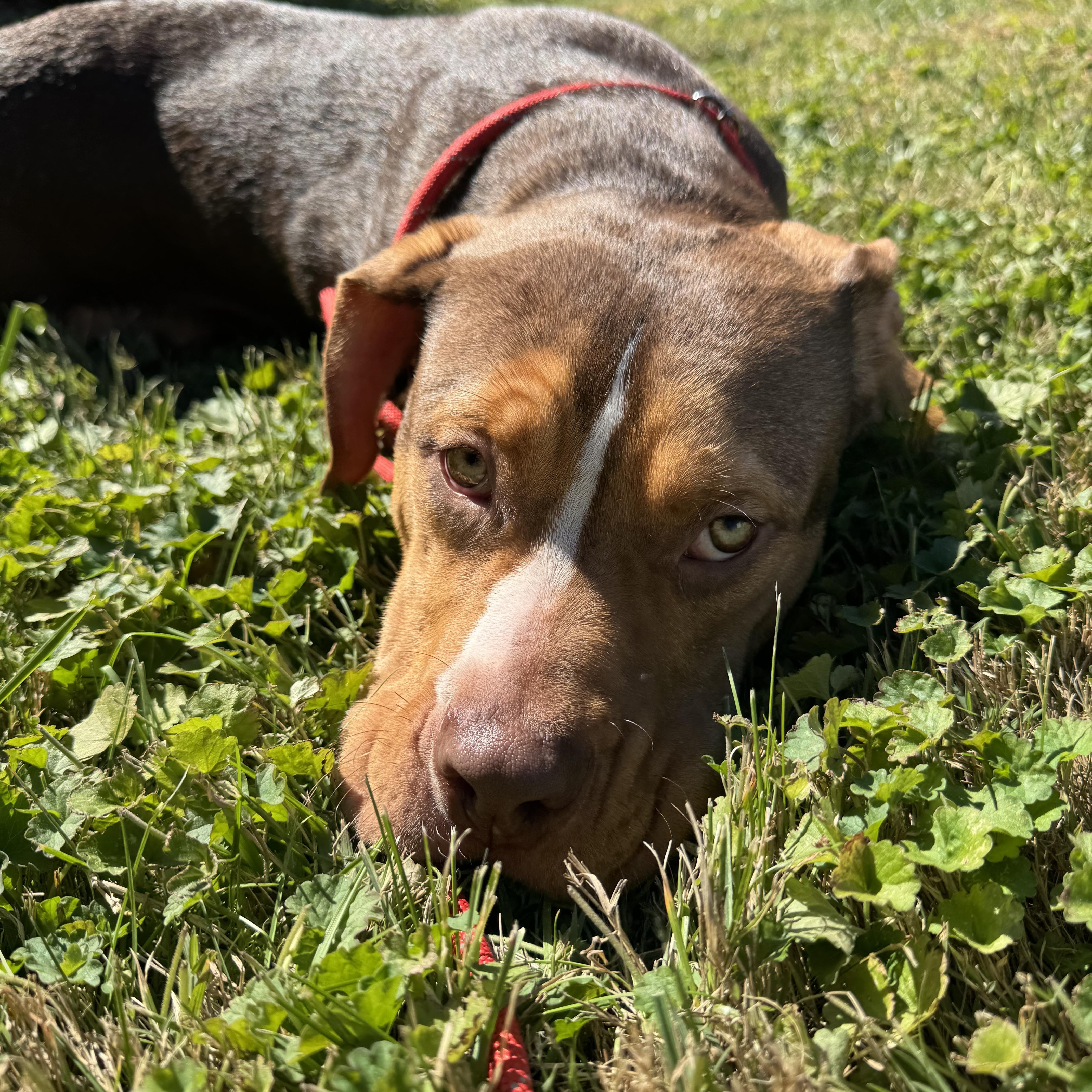 Pistachio, adopted, Young Male Pit Bull Terrier.