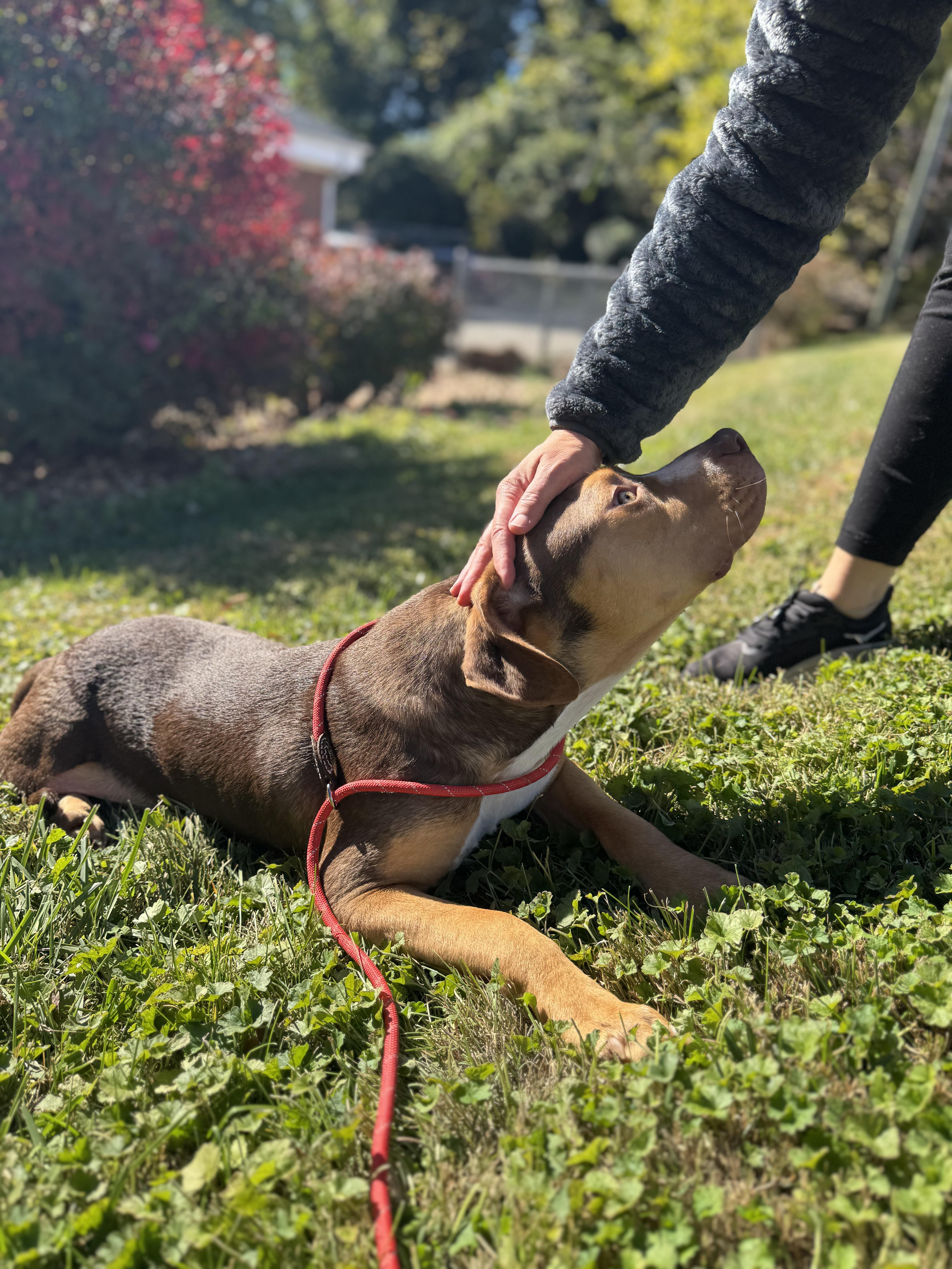Enlarge Pistachio, an adopted mixed breed in Wilkesboro, NC image 2/5