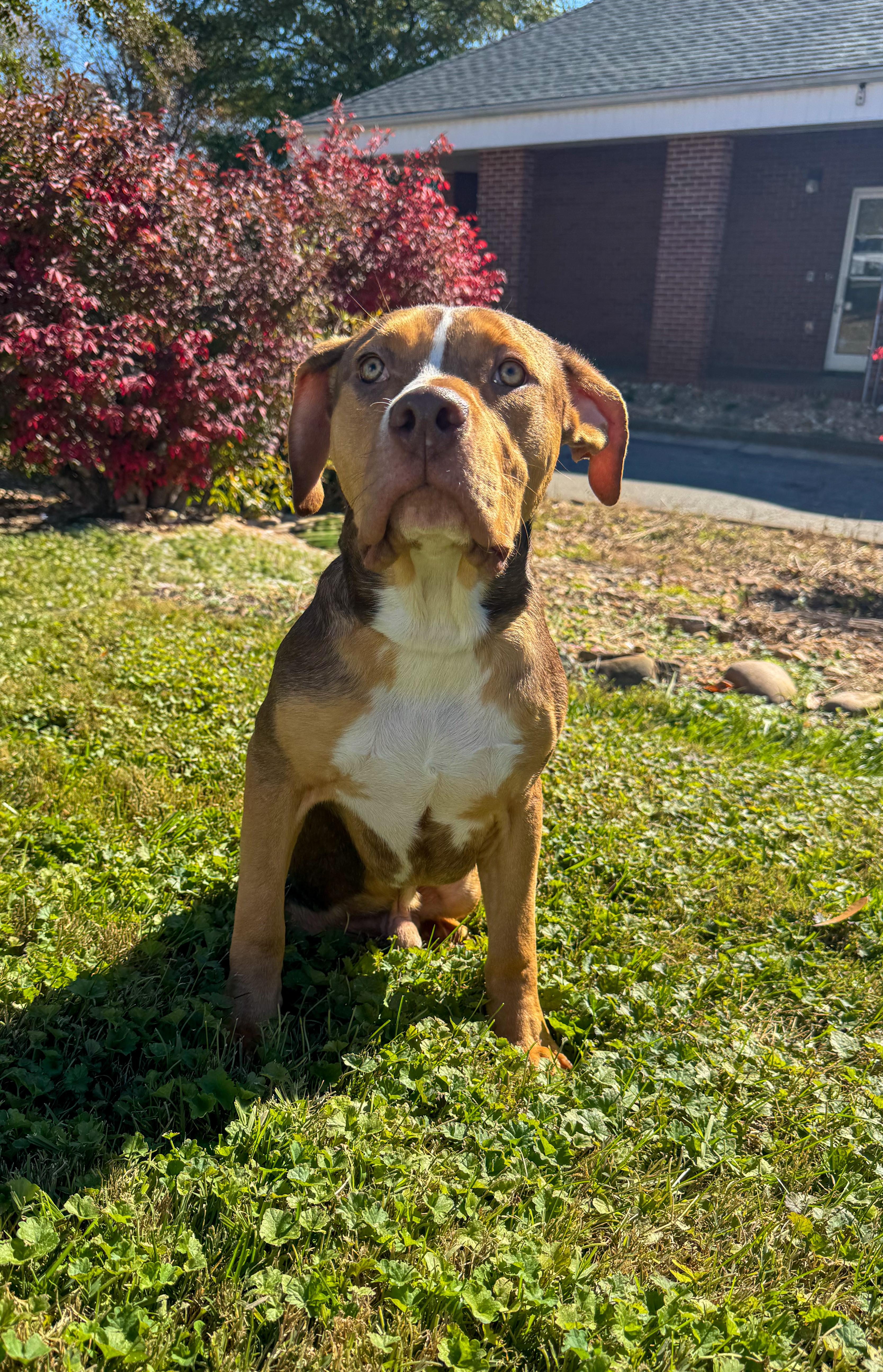 Enlarge Pistachio, an adopted mixed breed in Wilkesboro, NC image 3/5