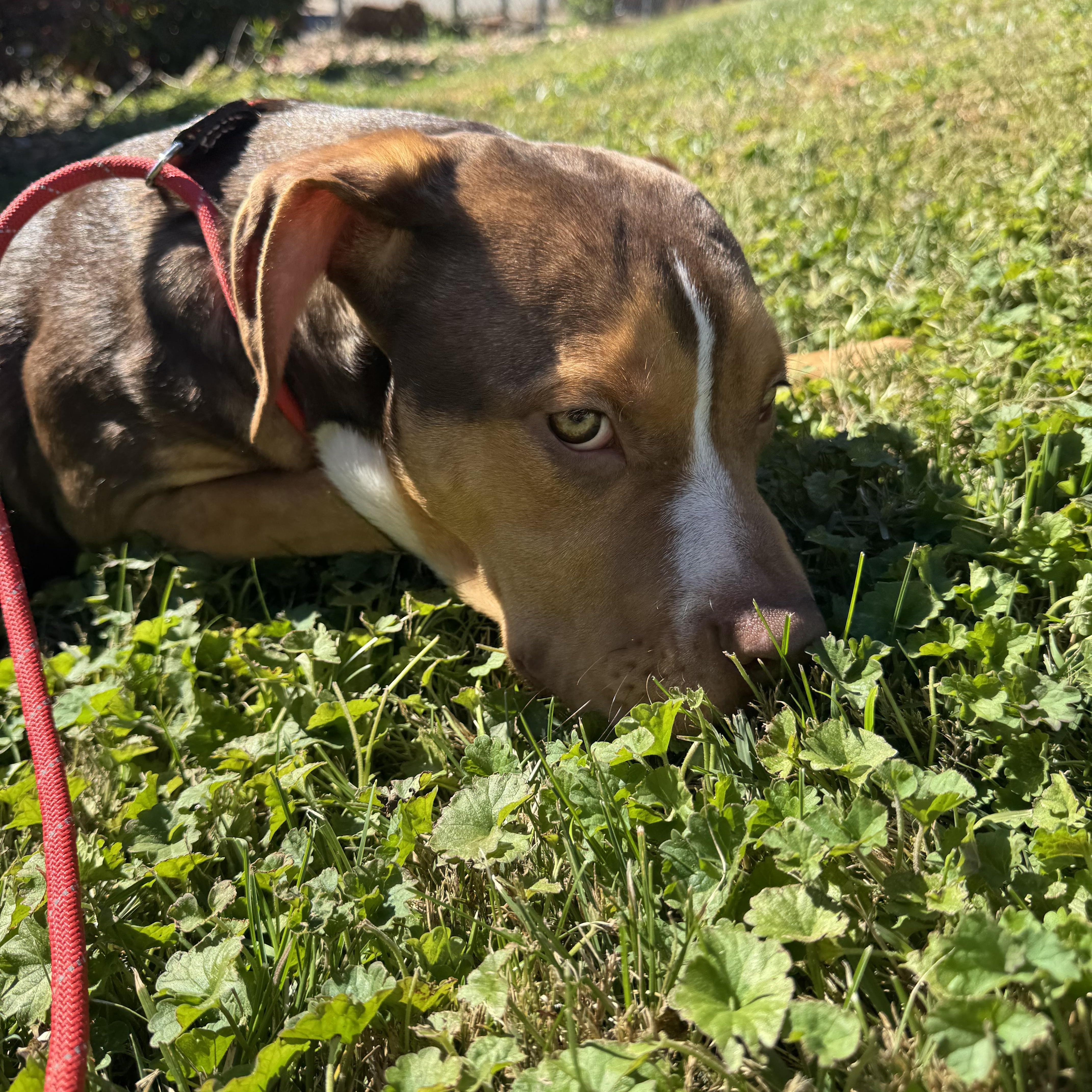 Enlarge Pistachio, an adopted mixed breed in Wilkesboro, NC image 4/5