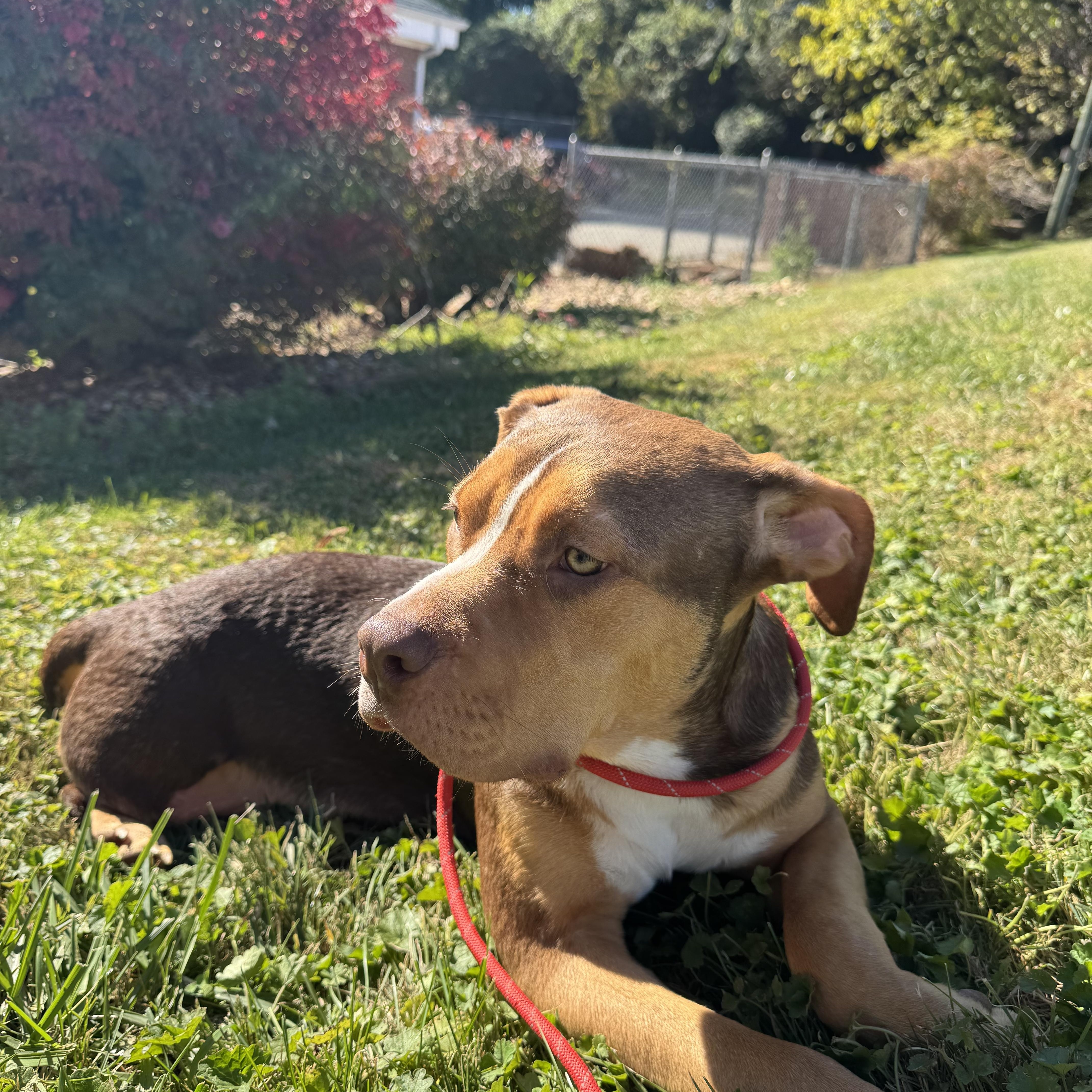 Enlarge Pistachio, an adopted mixed breed in Wilkesboro, NC image 5/5