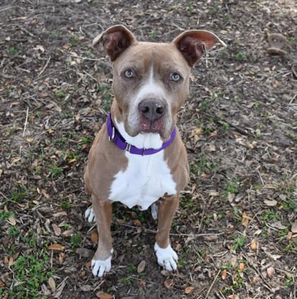 Enlarge Tinkerbell, an adopted mixed breed in Inverness, FL image 1/2