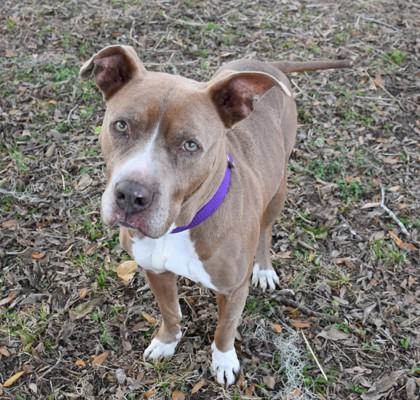 Enlarge Tinkerbell, an adopted mixed breed in Inverness, FL image 2/2