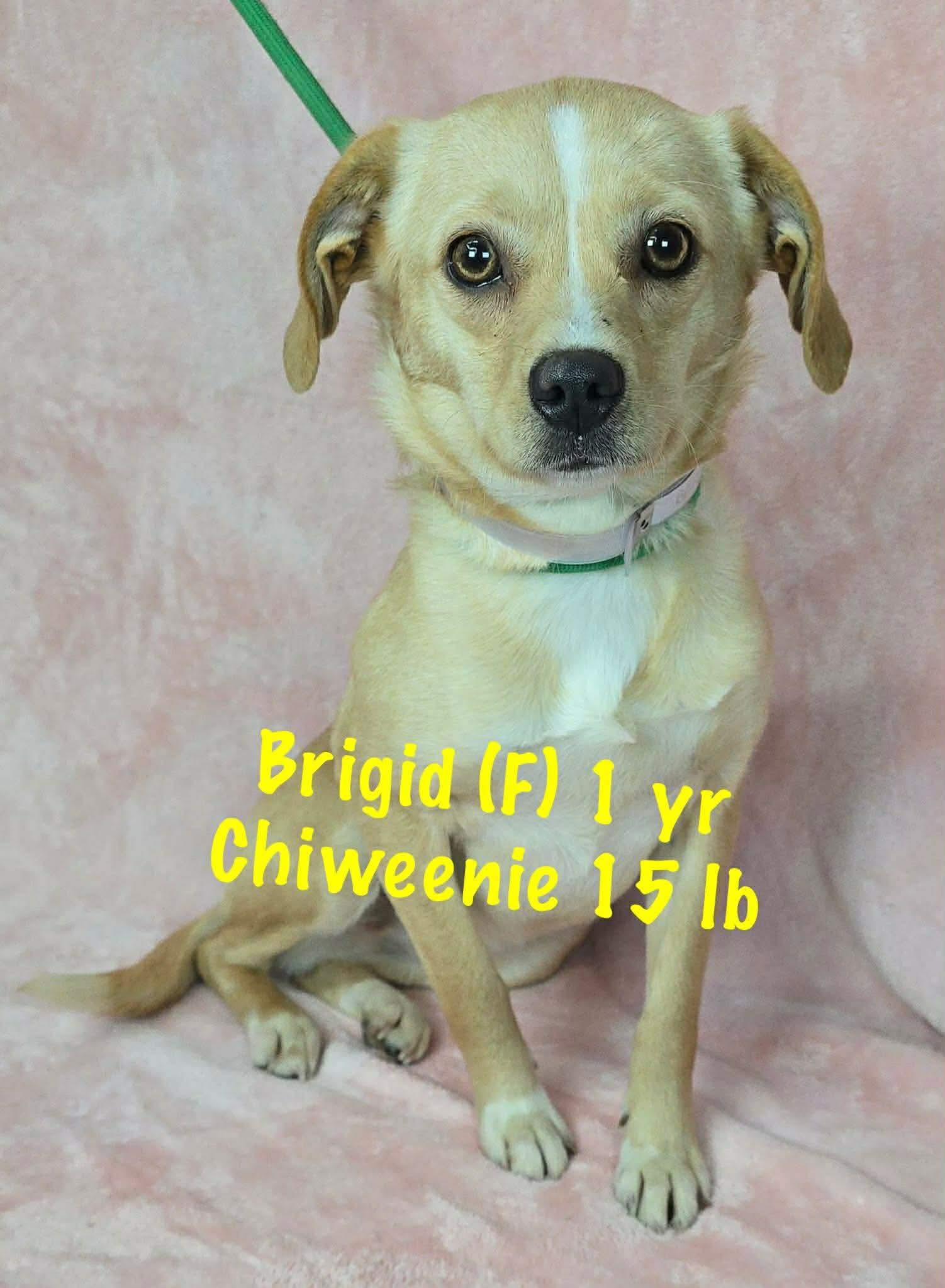 Brigid, Adoptable, Adult Female Chihuahua & Dachshund.