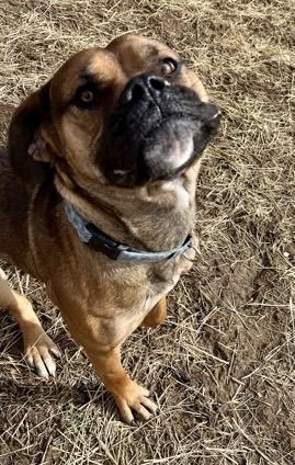 Enlarge Tanselle Too Tall, a ADOPTABLE Bullmastiff in Marshall, NC image 2/4
