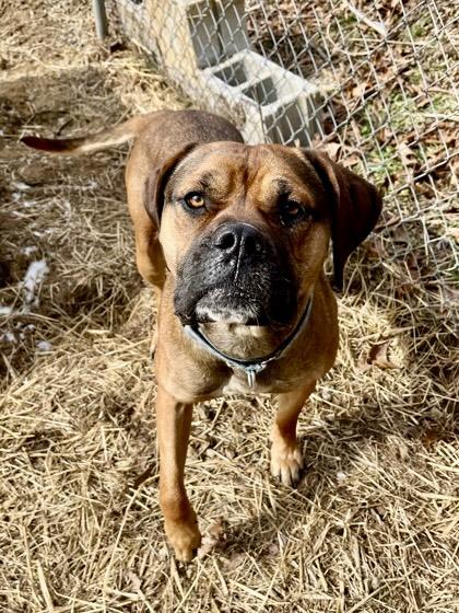 Tanselle Too Tall, ADOPTABLE, Young Female Bullmastiff.