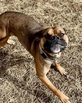 Enlarge Tanselle Too Tall, a ADOPTABLE Bullmastiff in Marshall, NC image 4/4