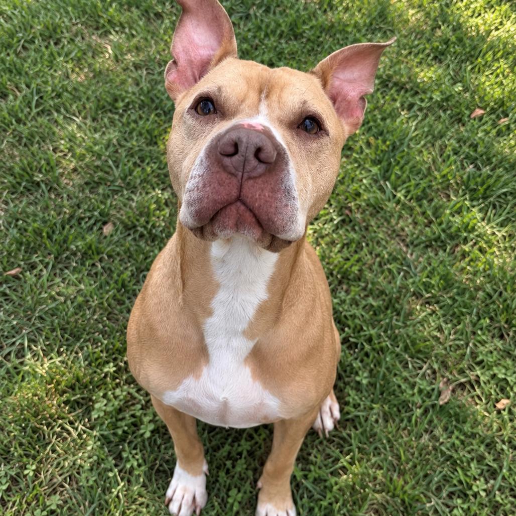 Babe, Adoptable, Senior Female Pit Bull Terrier & Mixed Breed.