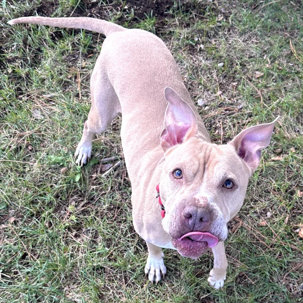 Enlarge Babe, a Adoptable mixed breed in Wadena, MN image 2/6