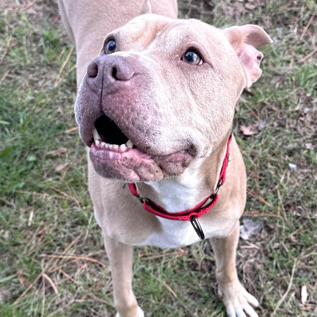 Enlarge Babe, a Adoptable mixed breed in Wadena, MN image 3/6
