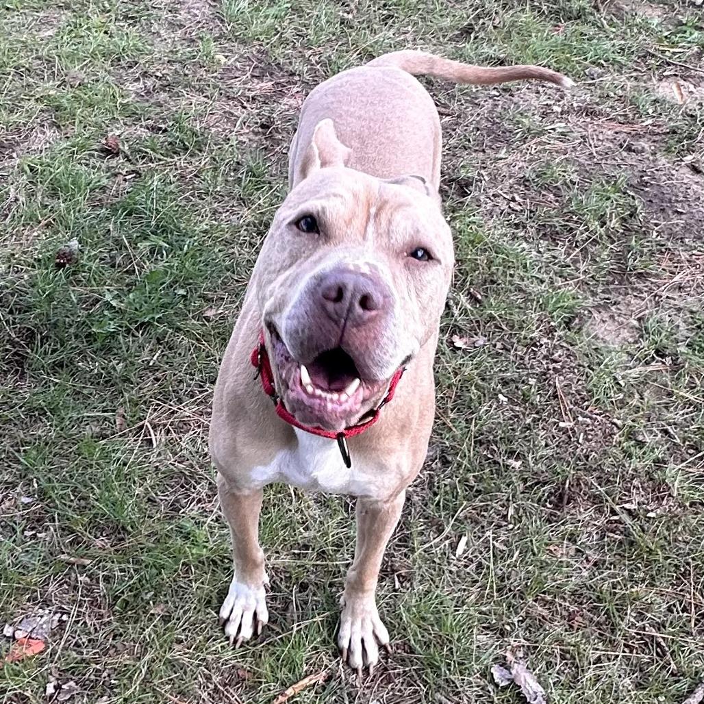 Enlarge Babe, a Adoptable mixed breed in Wadena, MN image 4/6