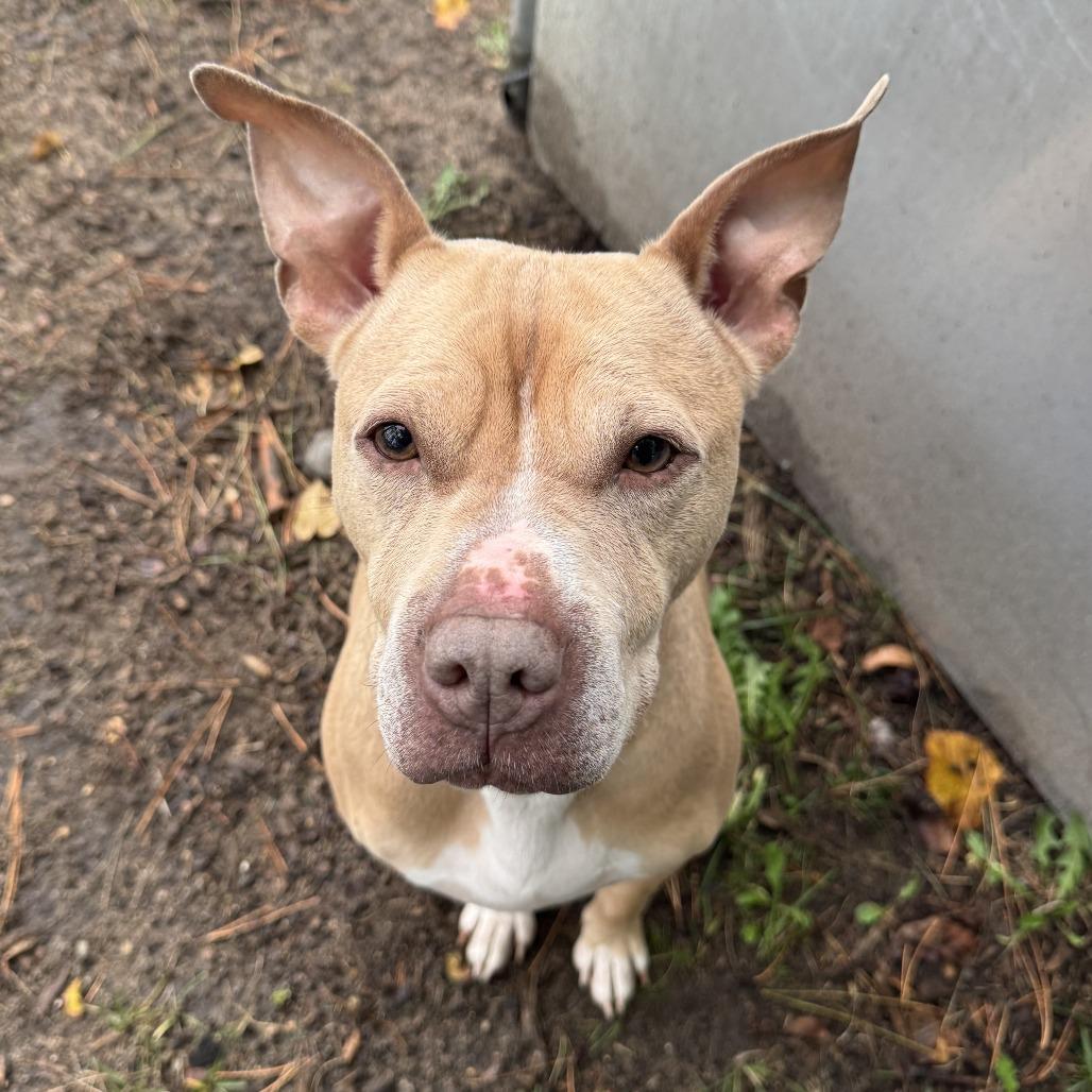 Enlarge Babe, a Adoptable mixed breed in Wadena, MN image 5/6