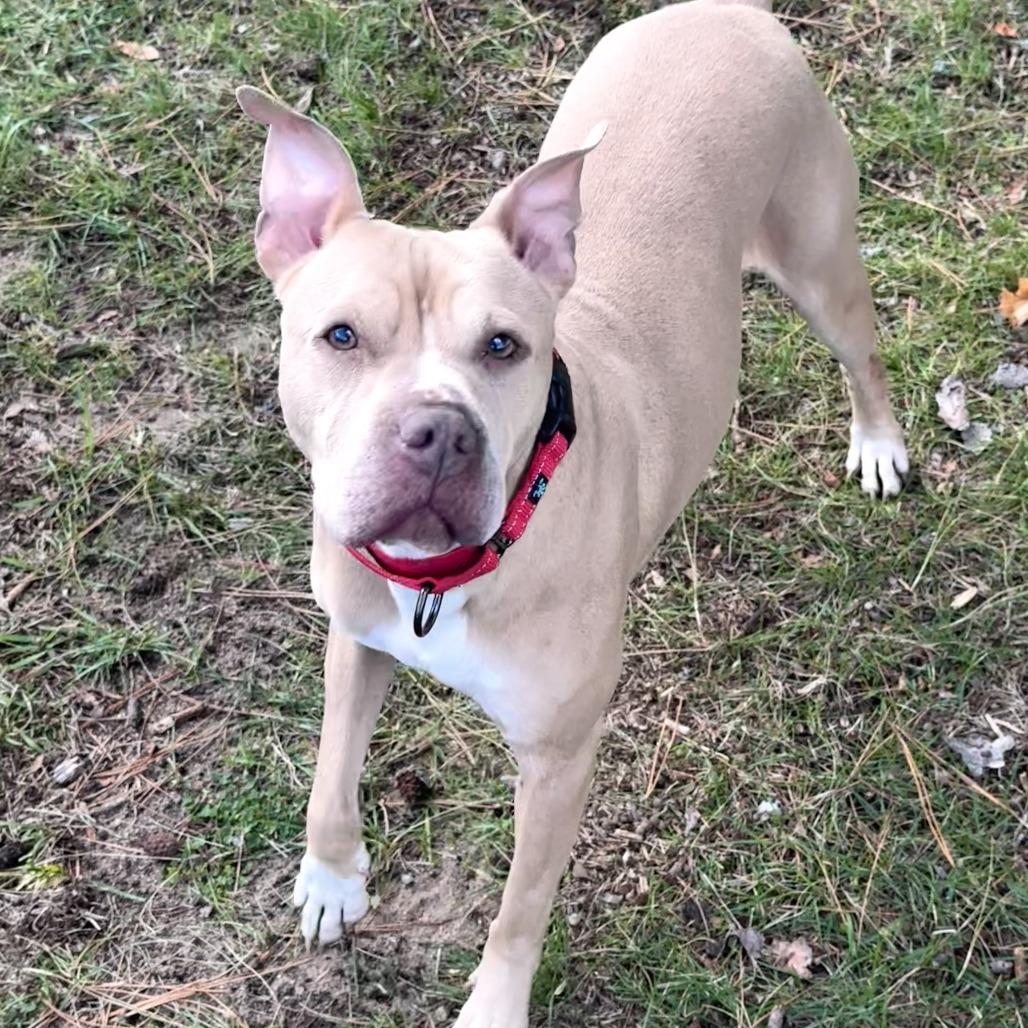 Enlarge Babe, a Adoptable mixed breed in Wadena, MN image 6/6