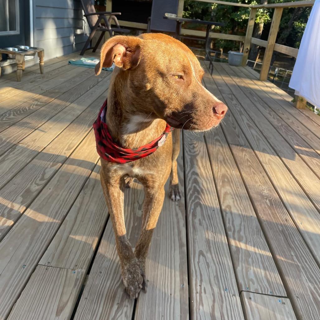 Cowboy Charlie, Adoptable, Adult Male Pit Bull Terrier.